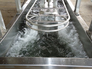 Hot Water Scalder Conveyor Model